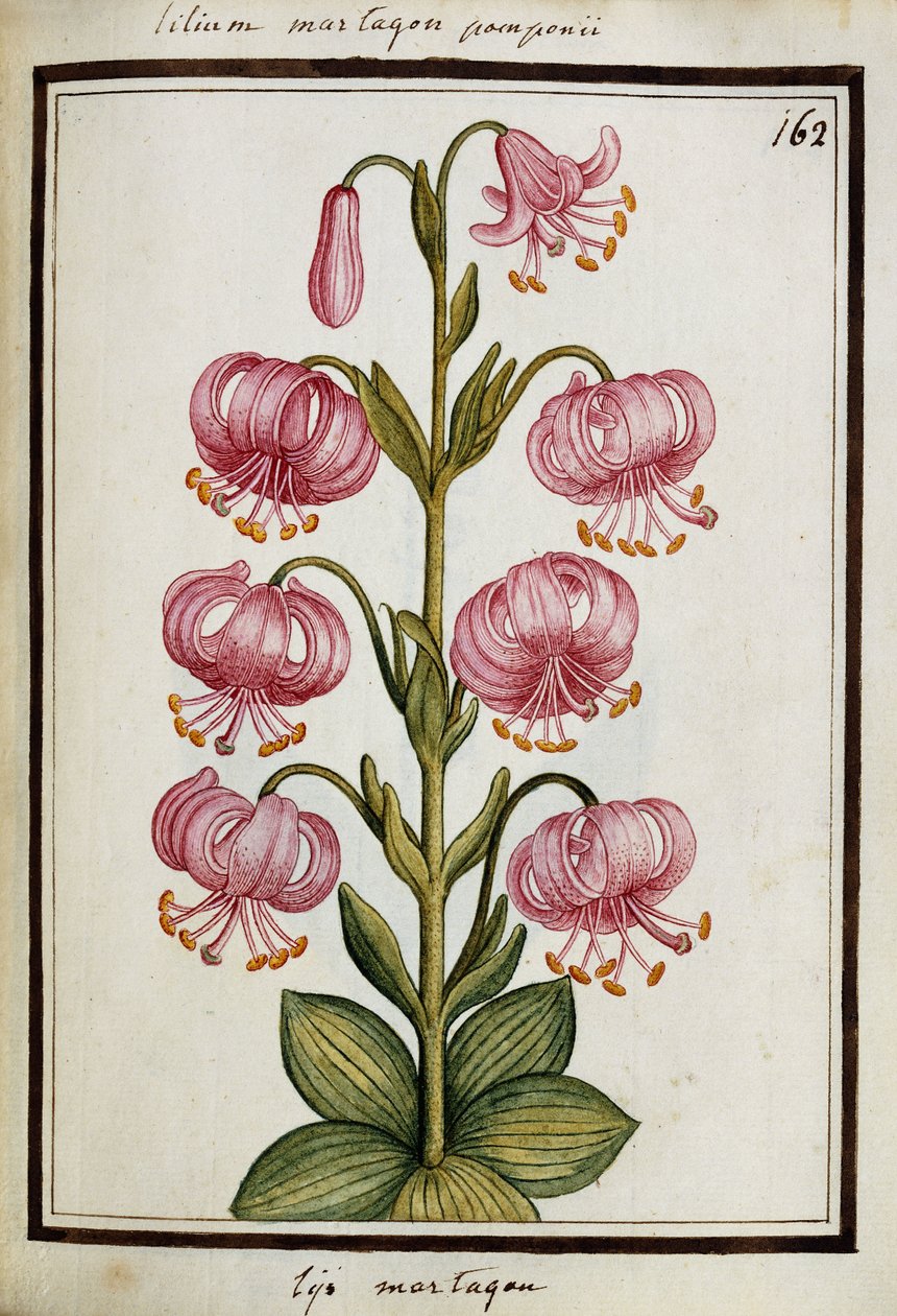 Martagon Lily, c.1700 de French School