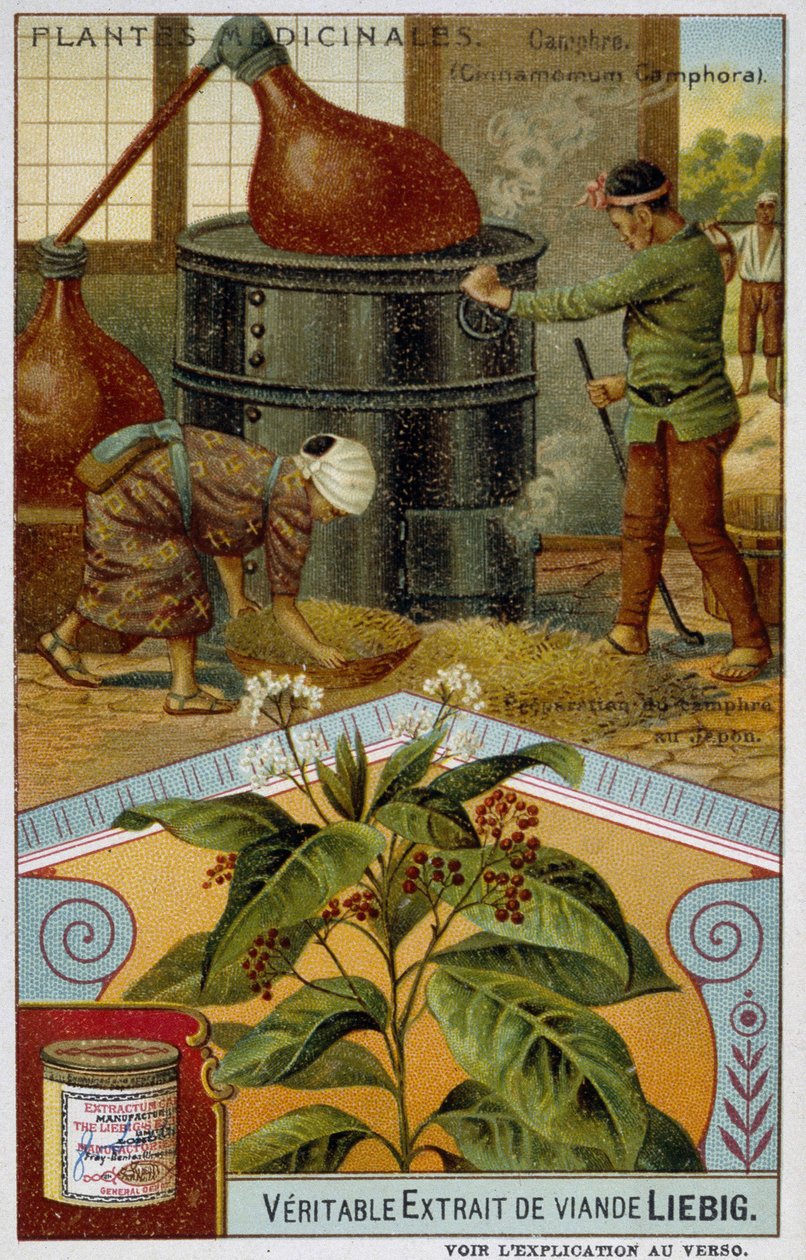 Plantas medicinais: cânfora; preparação de cânfora no Japão - Chromo Liébig, v.1900 de French School