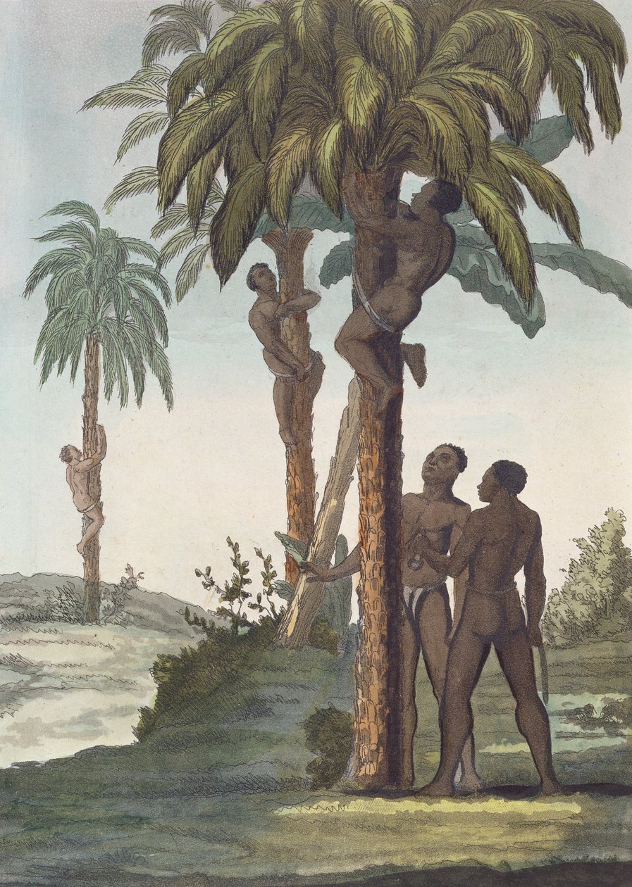 Homens escalando árvores para manteiga de karité, Senegal de French School