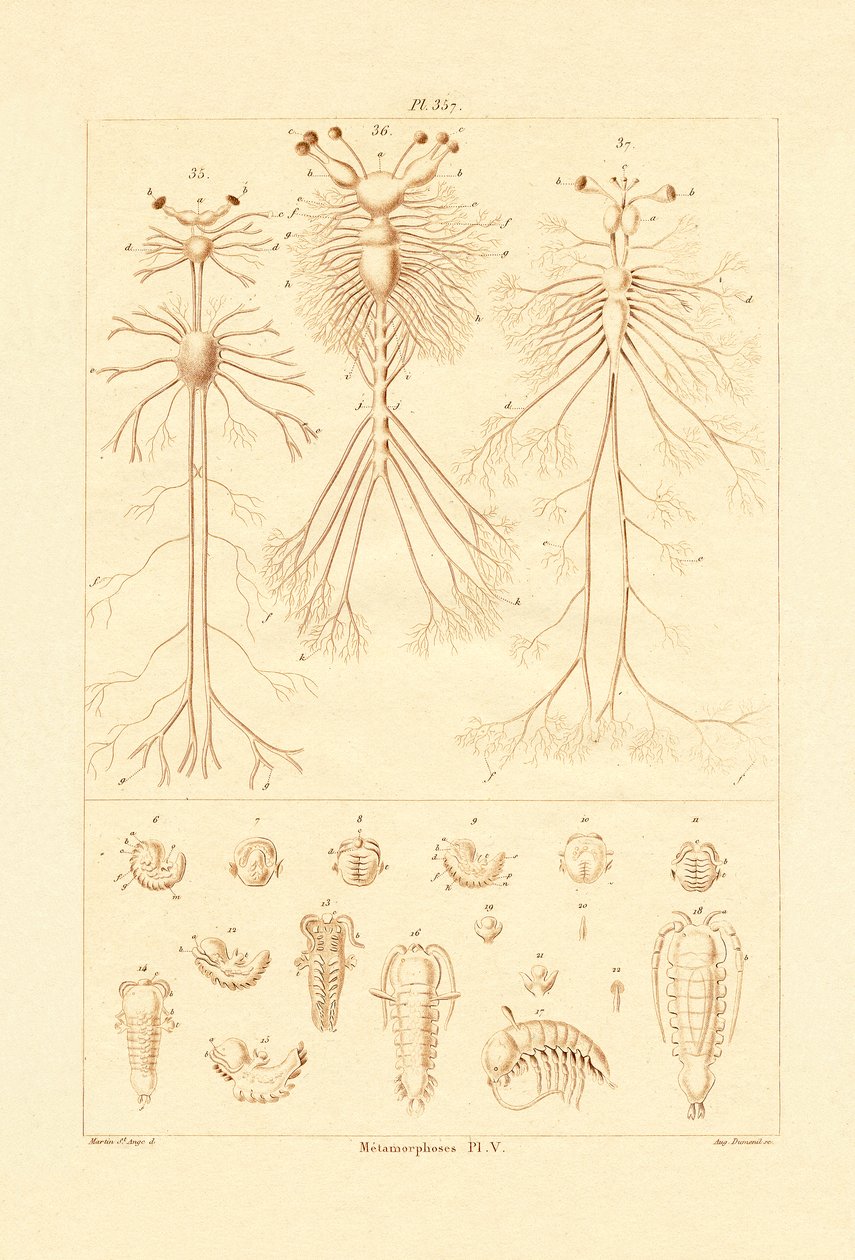 Metamorfose, 1833-39 de French School