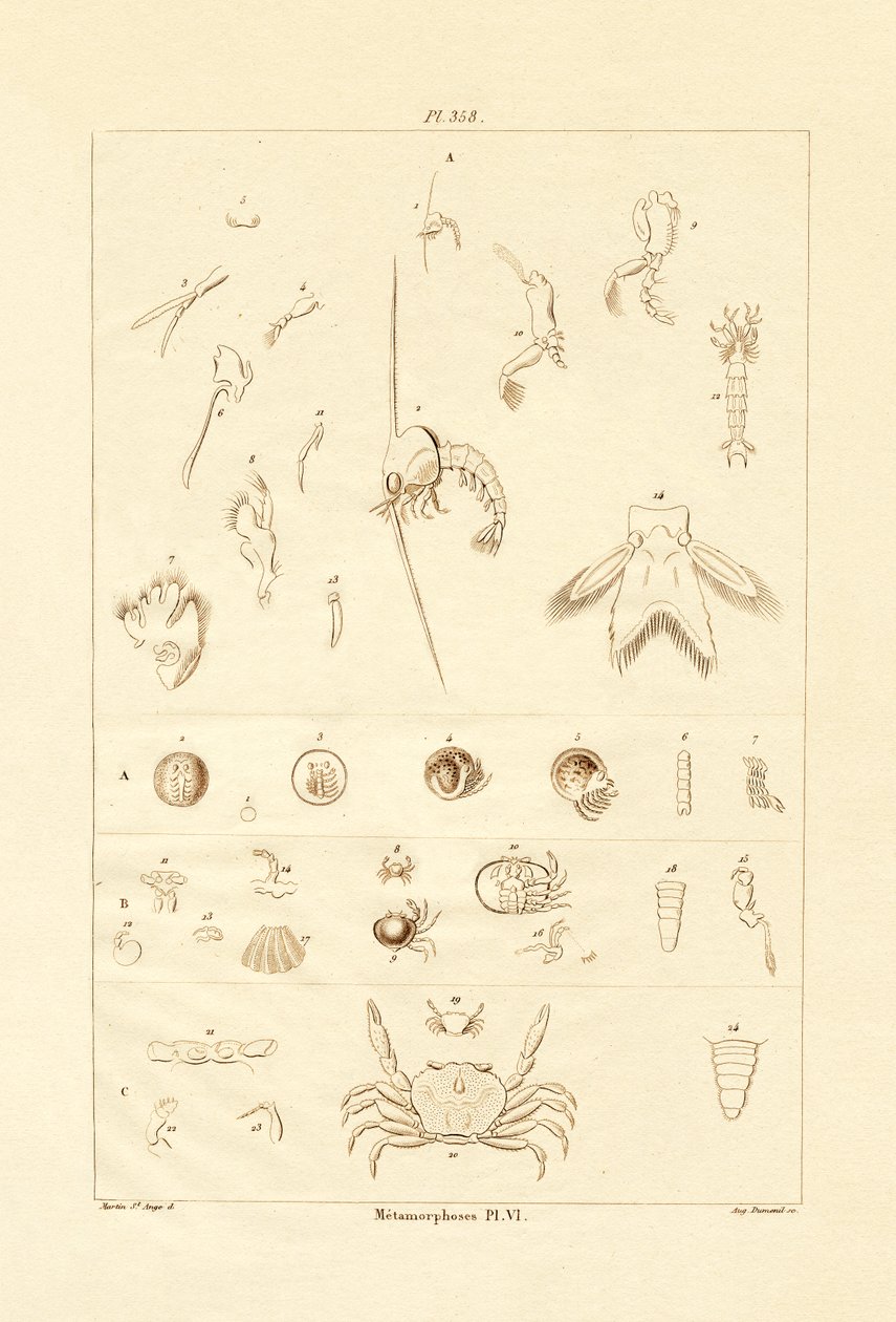 Metamorfose, 1833-39 de French School