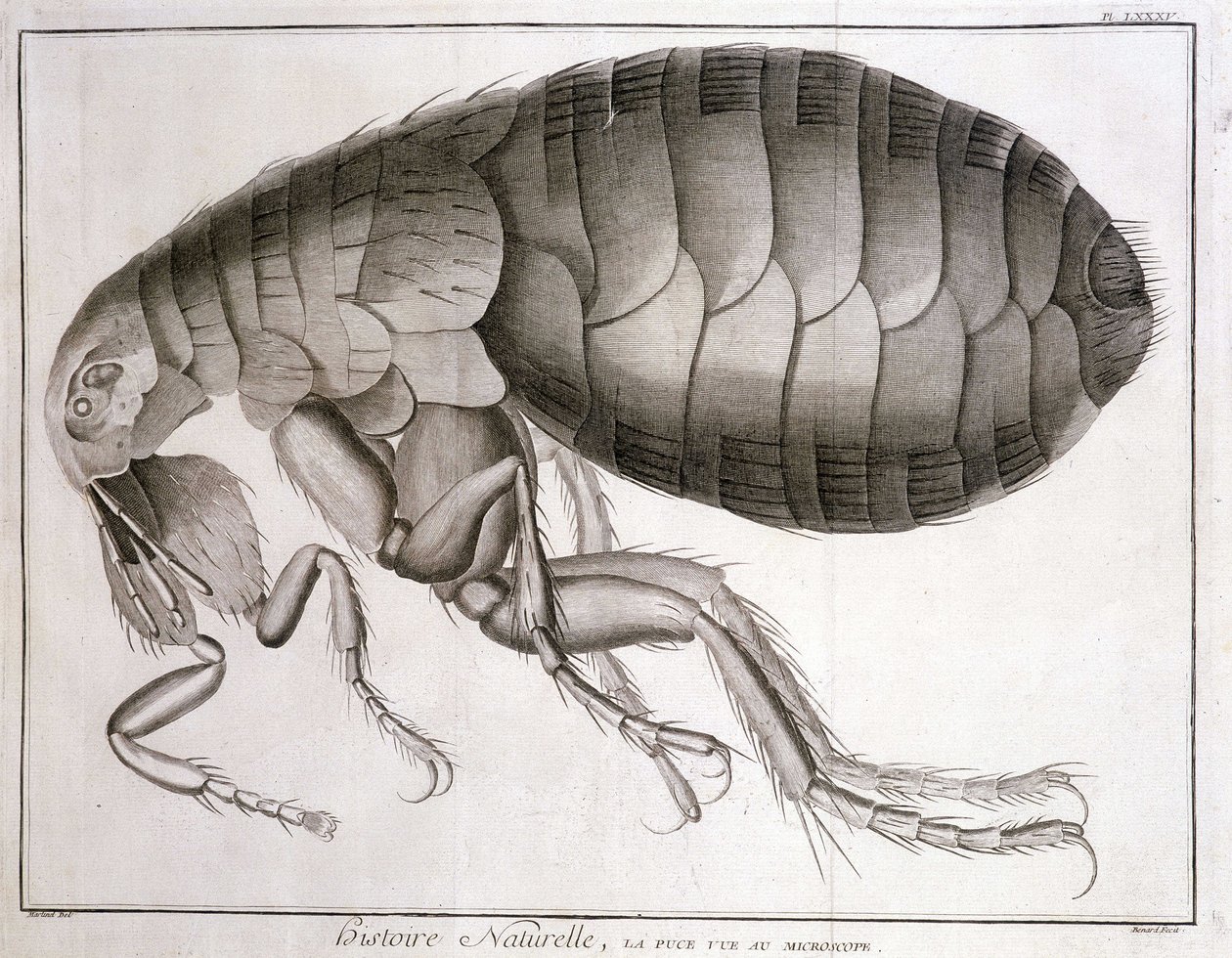 Microscópio - em "Enciclopédia", Diderot et d