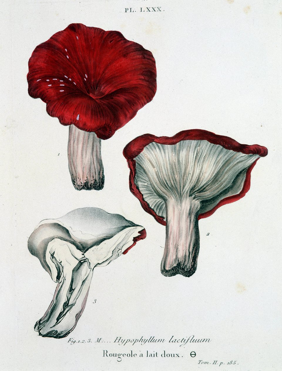 Sarampo do leite - no "Treatise des champignons" de Jean Jacques Paulet, finais do século XVIII de French School