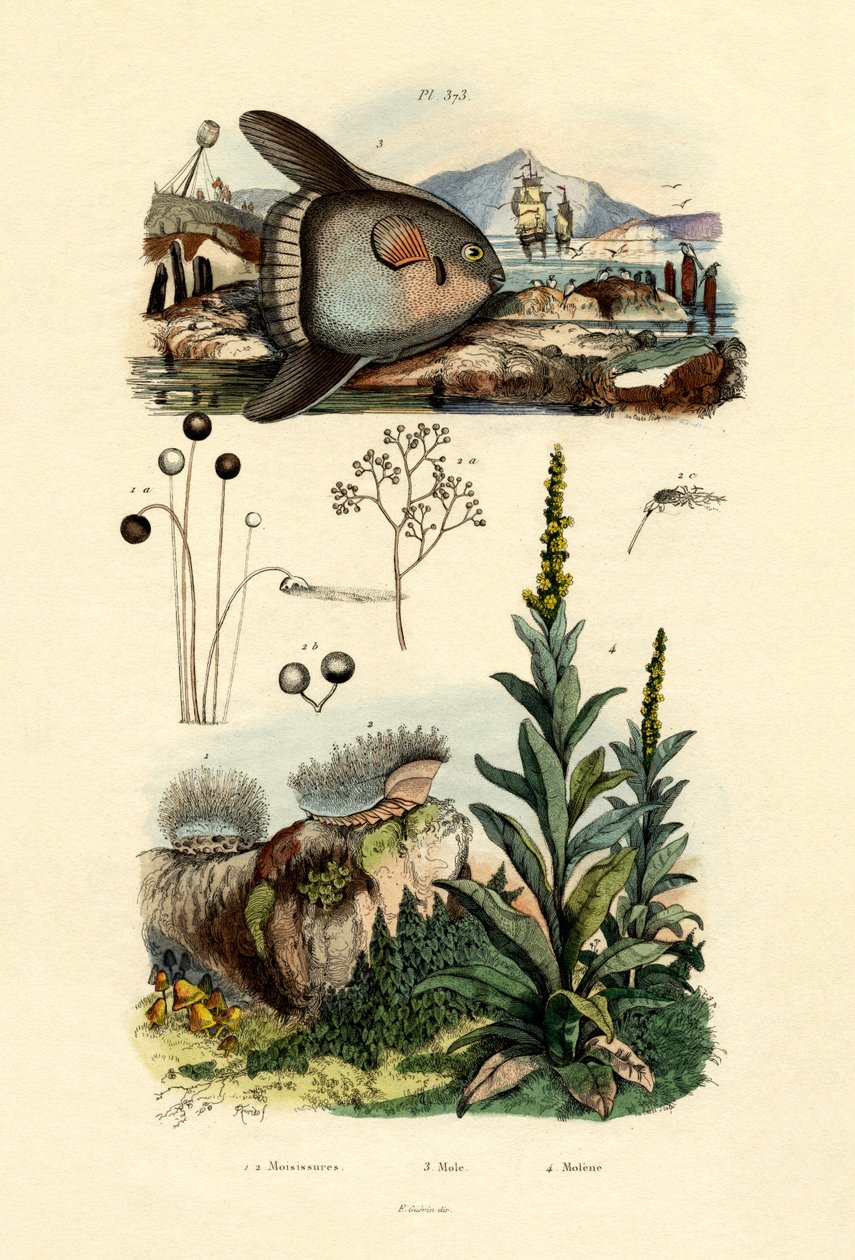 Molde, 1833-39 de French School