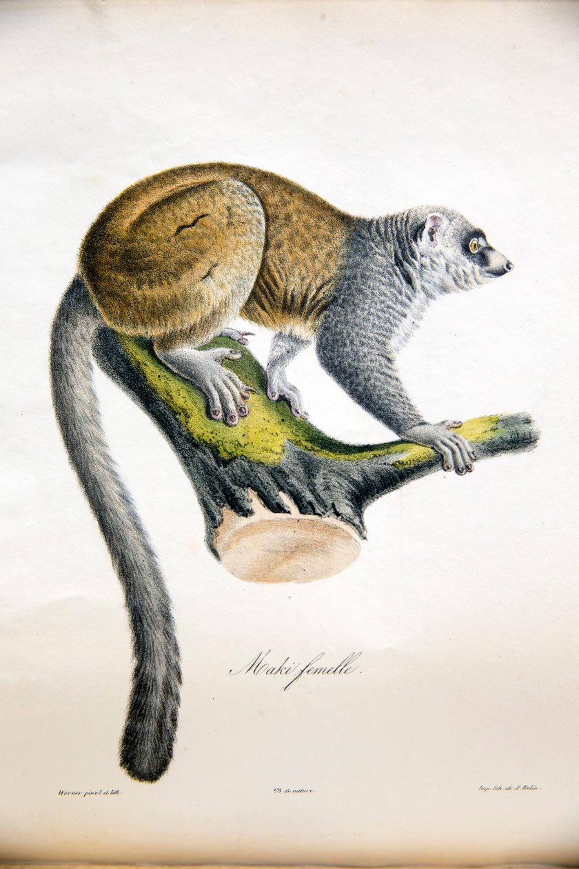 Mongoose lemur, da Natural History of Mammals, com figuras originais, de Étienne Geoffroy Saint-Hilaire e Frédéric Cuvier, 1824-42 de French School