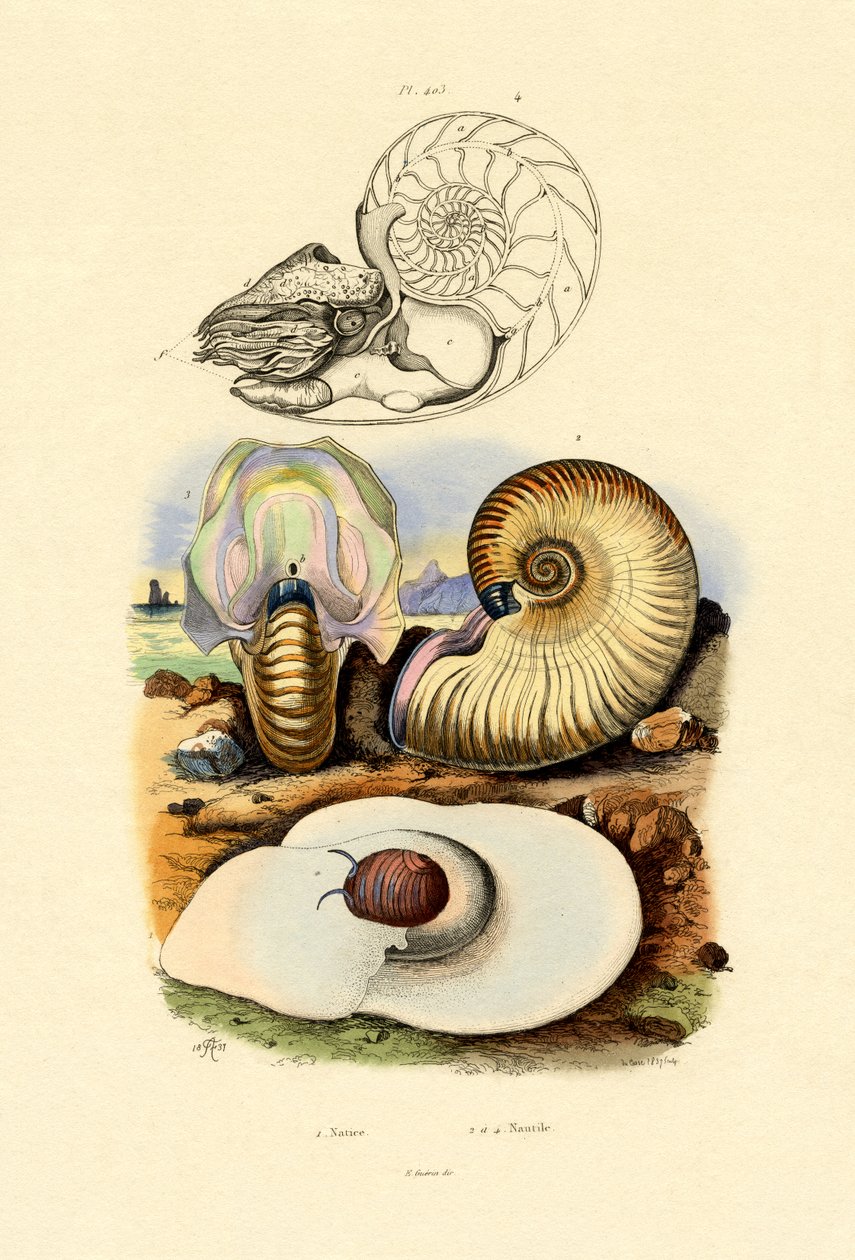 Caracol da Lua, 1833-39 de French School