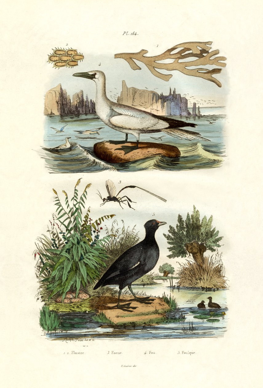 Moss Animal, 1833-39 de French School