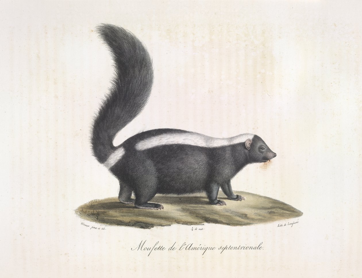 Skunk. Skunk, de História Natural dos Mamíferos (lito colorido) de French School