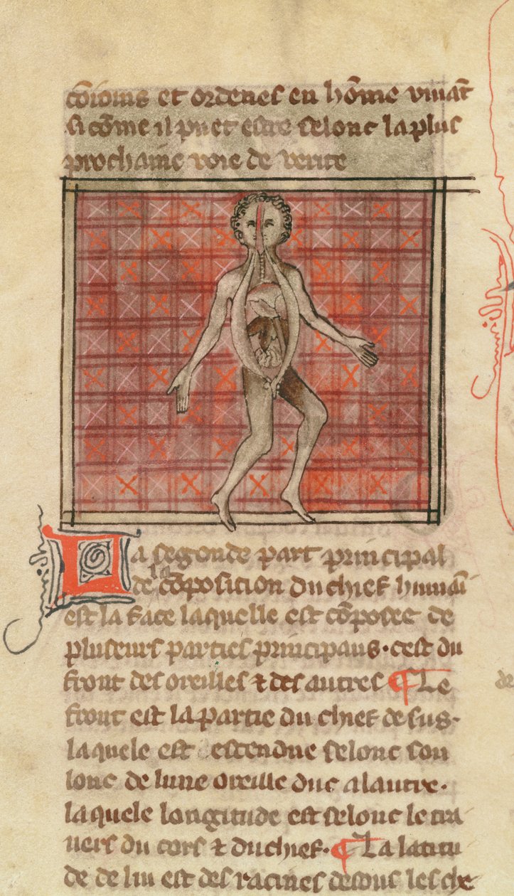 Ms 2030 fol.17 Figura anatômica, da cirurgia do mestre Henri de Mondeville de French School