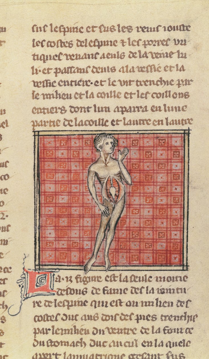 Ms 2030 fol.29 Figura anatômica, da cirurgia do mestre Henri de Mondeville de French School