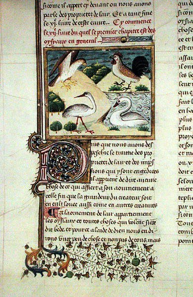 Ms 399 as propriedades dos pássaros, do livro da propriedade por Barthelemy de French School