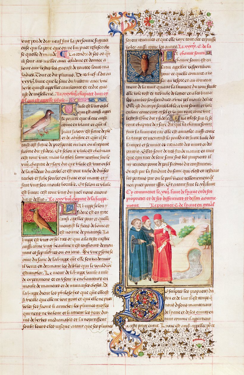 Ms 399 fol.149 As Propriedades da Tartaruga, o Poupa e o Morcego, de &39;Livre des Proprietes des Choses&39; por Barthelemy l&39;Anglais de French School