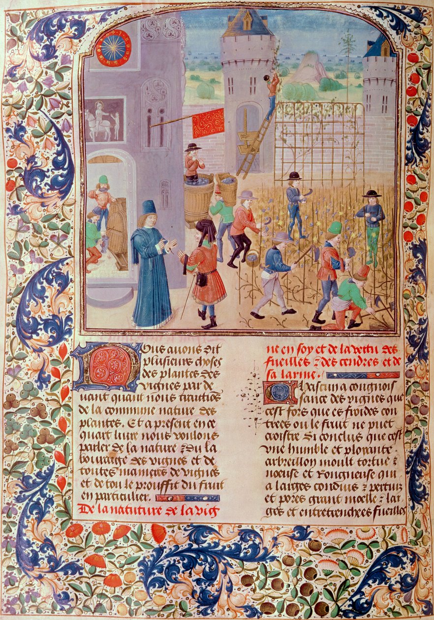 Ms 5064 fol.68v Trabalhando na Vinha, de Livre des Prouffitz Champestres de Pietro de Crescenzi (1230-1321) de French School
