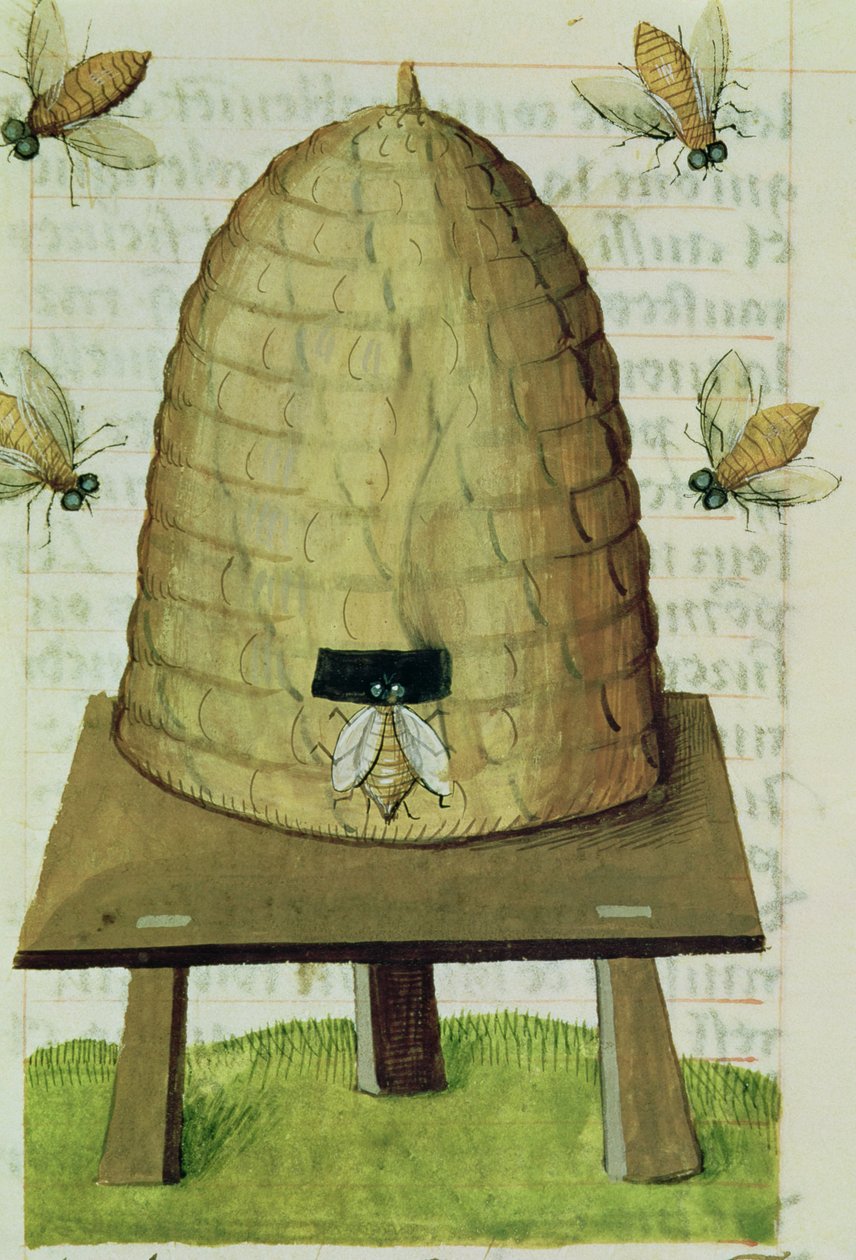 Ms 59 fol.111r Beehive and Bees, de Grand Herbier de French School