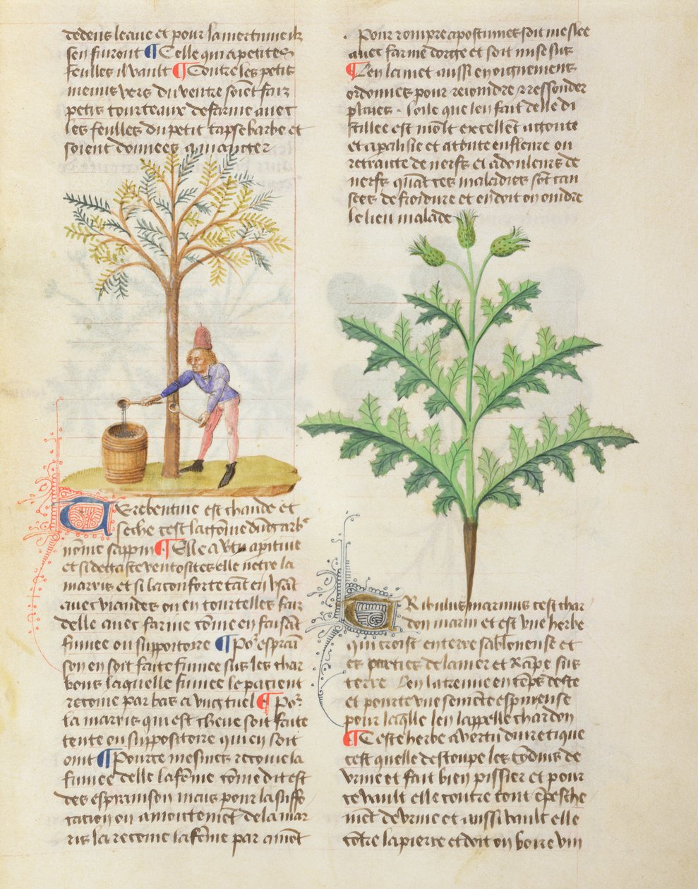 Ms Os diferentes ervas por Dioscorides, fol.165r Tapping Contorcendo de French School