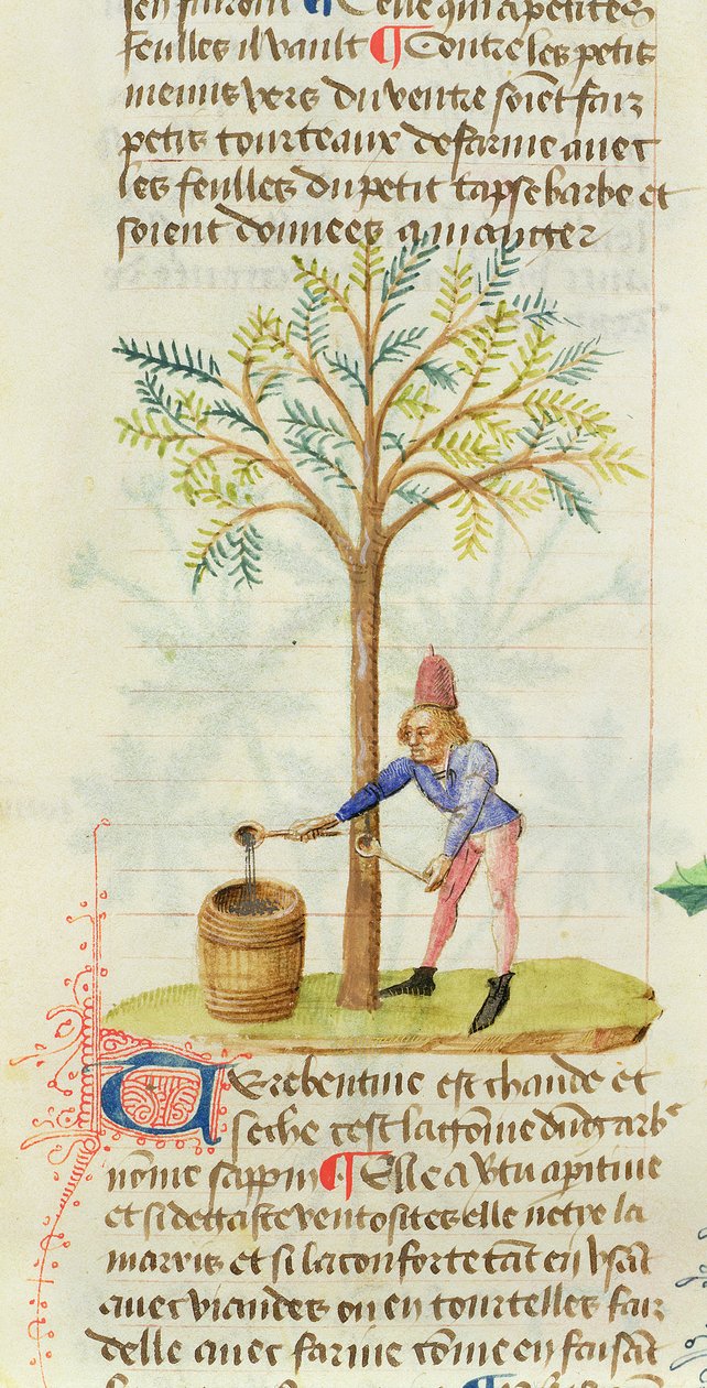 Ms Est 28 M.5.9 fol.165r Coletando terebintina, de Grand Herbier por Pedanius Dioscorides (c.40-90 dC) de French School