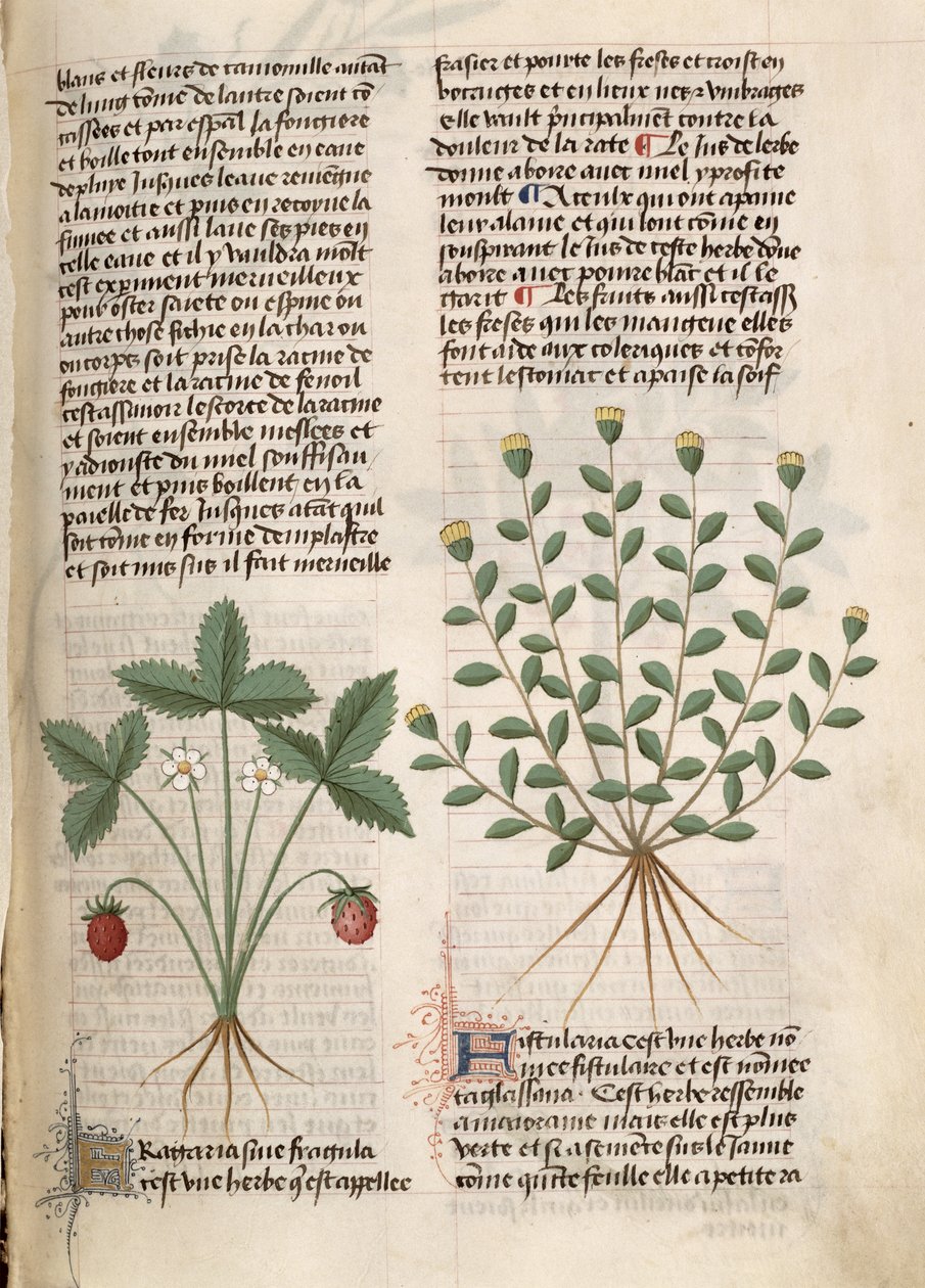 Ms Est 28 M 5.9 Fol.75r Moranguinho, de &39;Grand Herbier&39; de Pedanius Dioscorides (c.40-90 dC) de French School