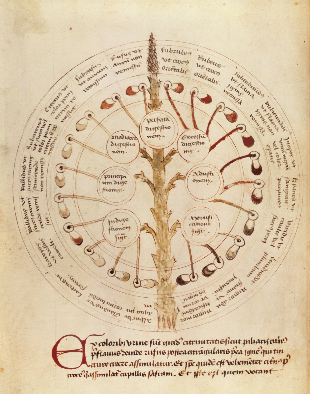 Ms Lat 11229 fol.19r Tabela para análise de urina, de Small Hygiene and Medicine de French School