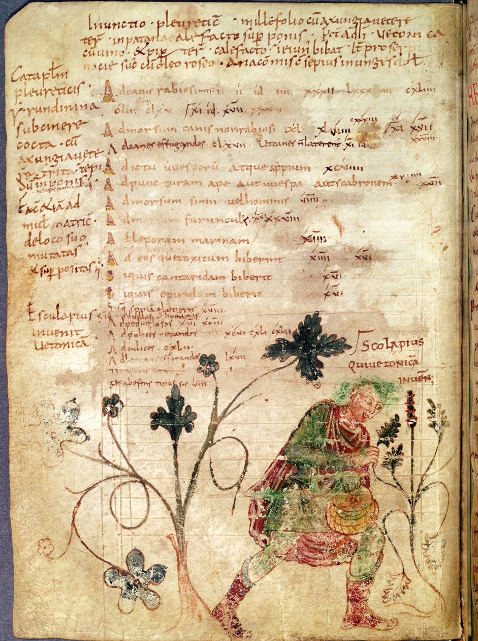 Ms Latin 6862 fol.18v Aesculapius descobrindo betonias, de um manuscrito de Antonius Musa (63 aC-14 dC) de French School