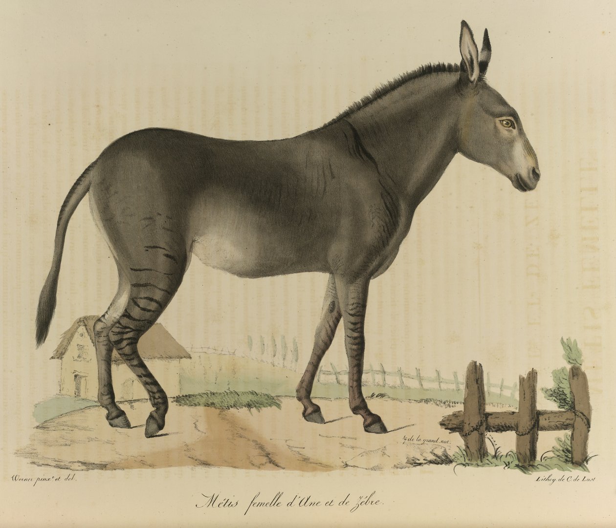 Métis fêmea. Um híbrido. Um cruzamento entre um asno ou burro e uma zebra, de 