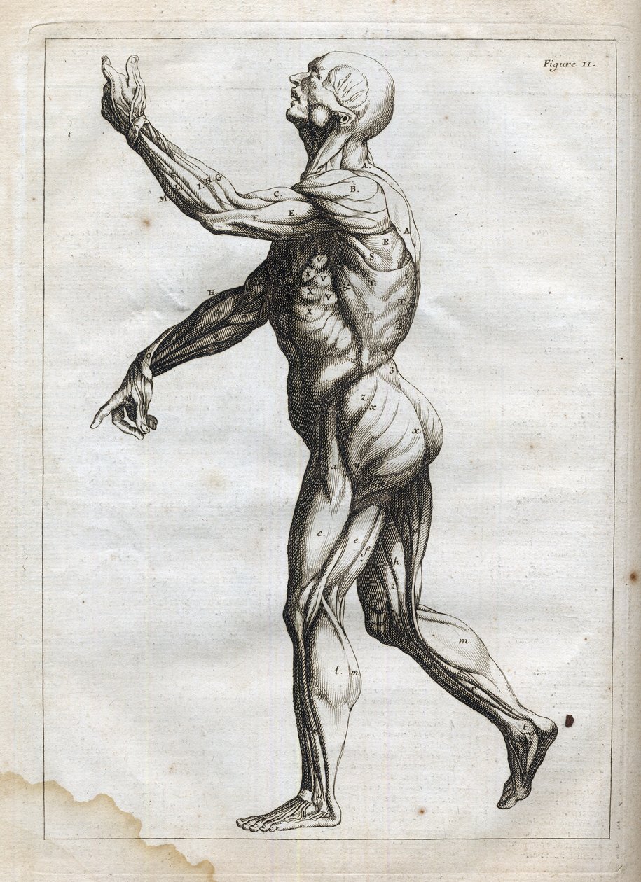 Músculos humains - - gravura em "Abstract Anatomy, accommodated to the arts of painting and sculpture" - "Abrege d