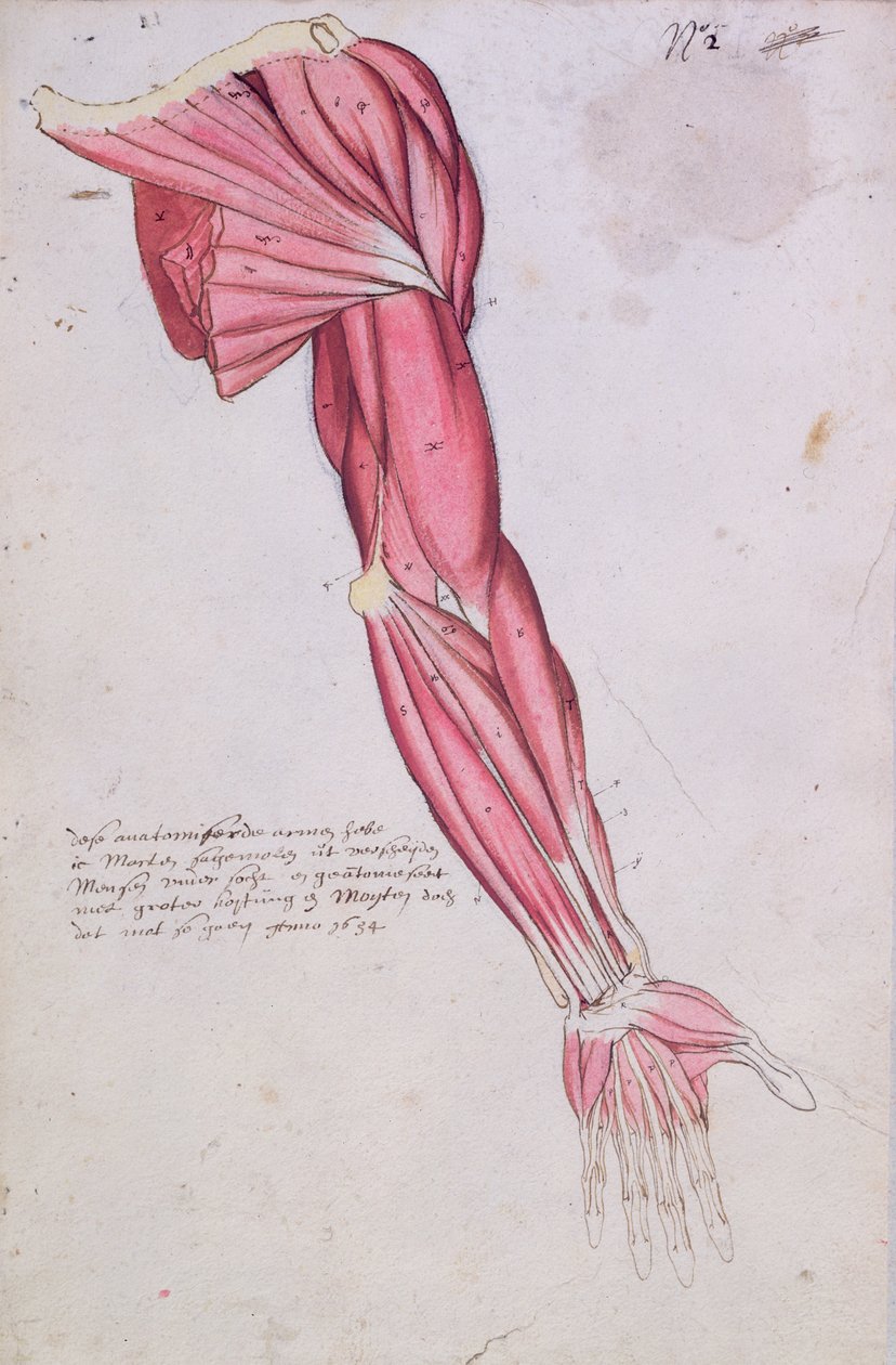 Musculatura do braço e ombro, 1634 (caneta e tinta e wc no papel) de French School