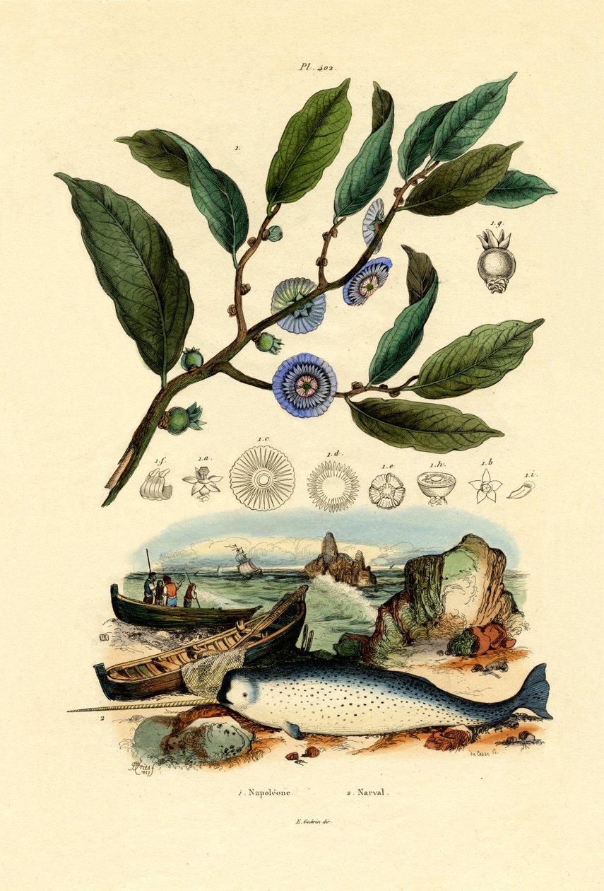 Chapéu de Napoleão, 1833-39 de French School