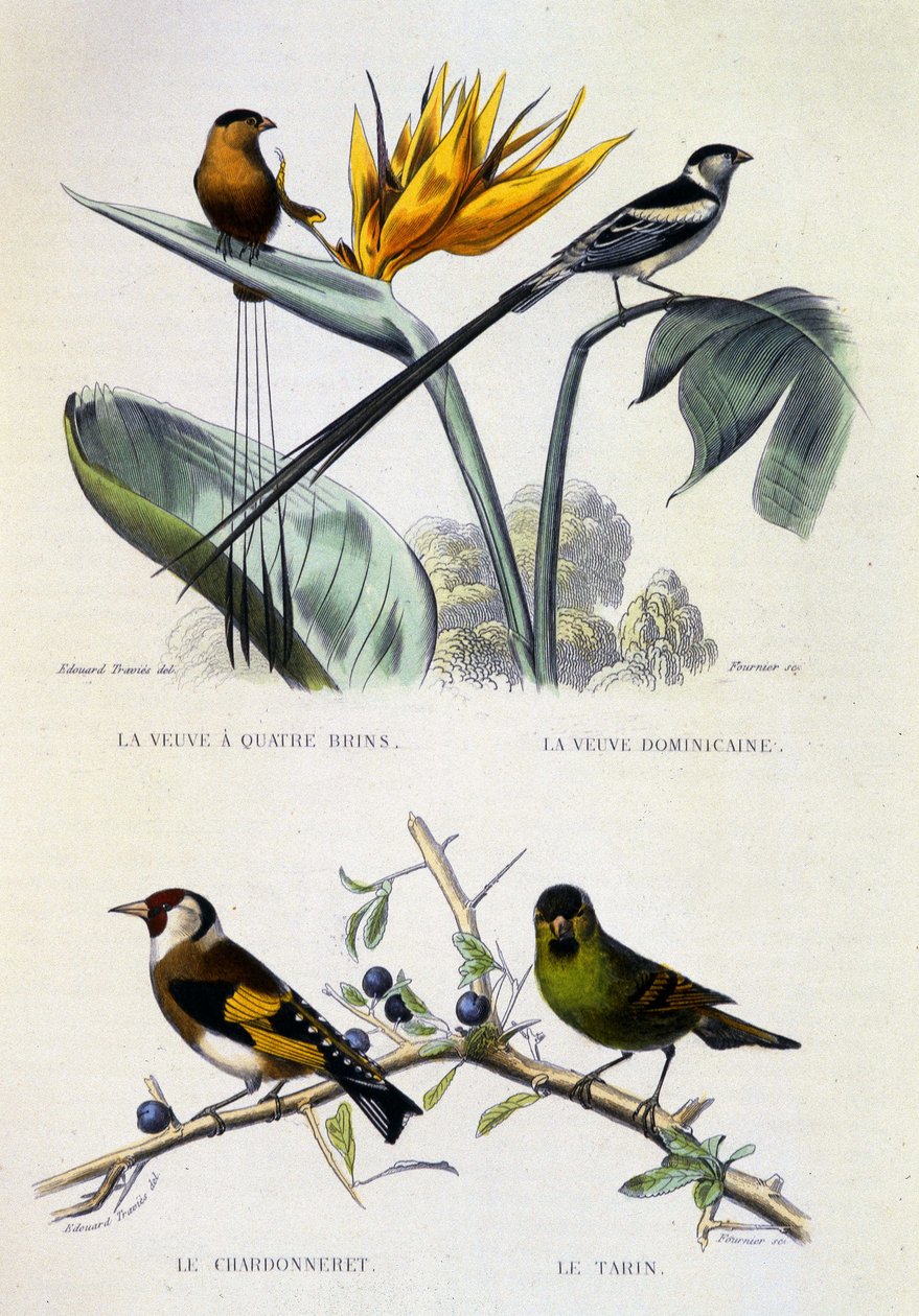 Placa de História Natural: Aves: La Veuve a four strands, La Veuve dominique, Le chardonneret, Le Tarin - obras de Buffon, volume V, s.d. Século XIX. de French School