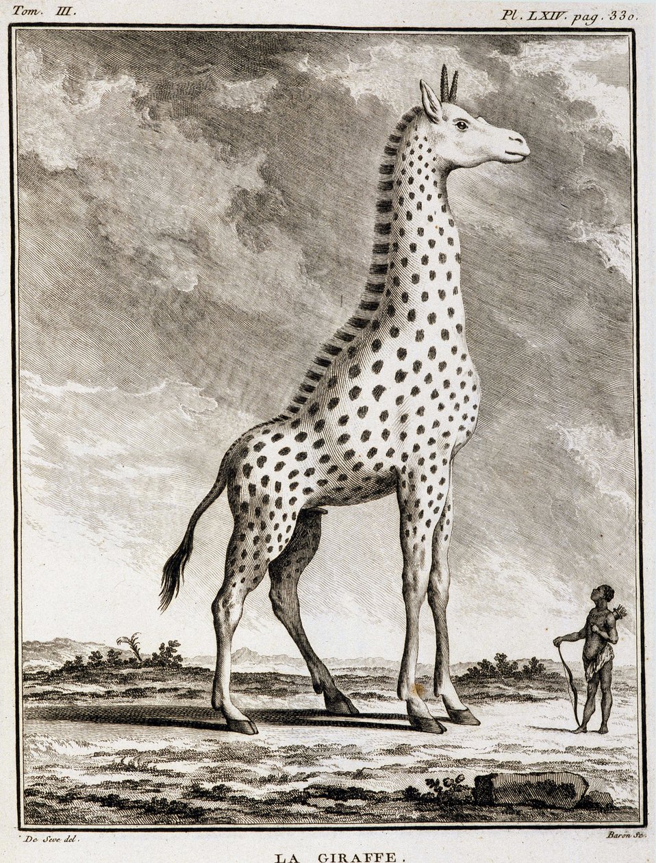 Placa de História Natural: La Giraffe - em "História Natural, Geral e Particular" de Buffon de French School