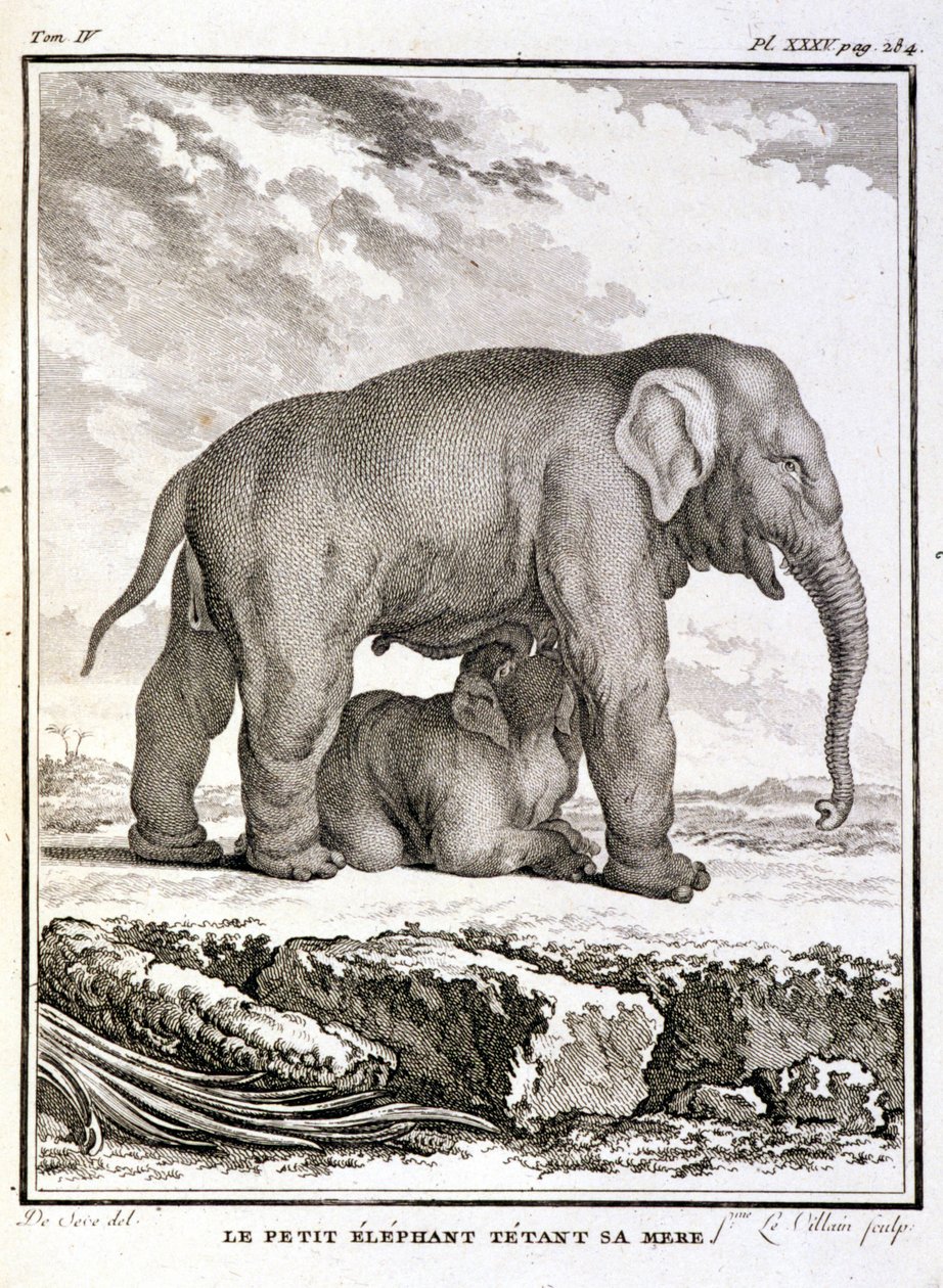 Placa de História Natural: O Pequeno Elefante Taunhando Sua Mãe - em "História Natural, Geral e Particular" de Buffon de French School