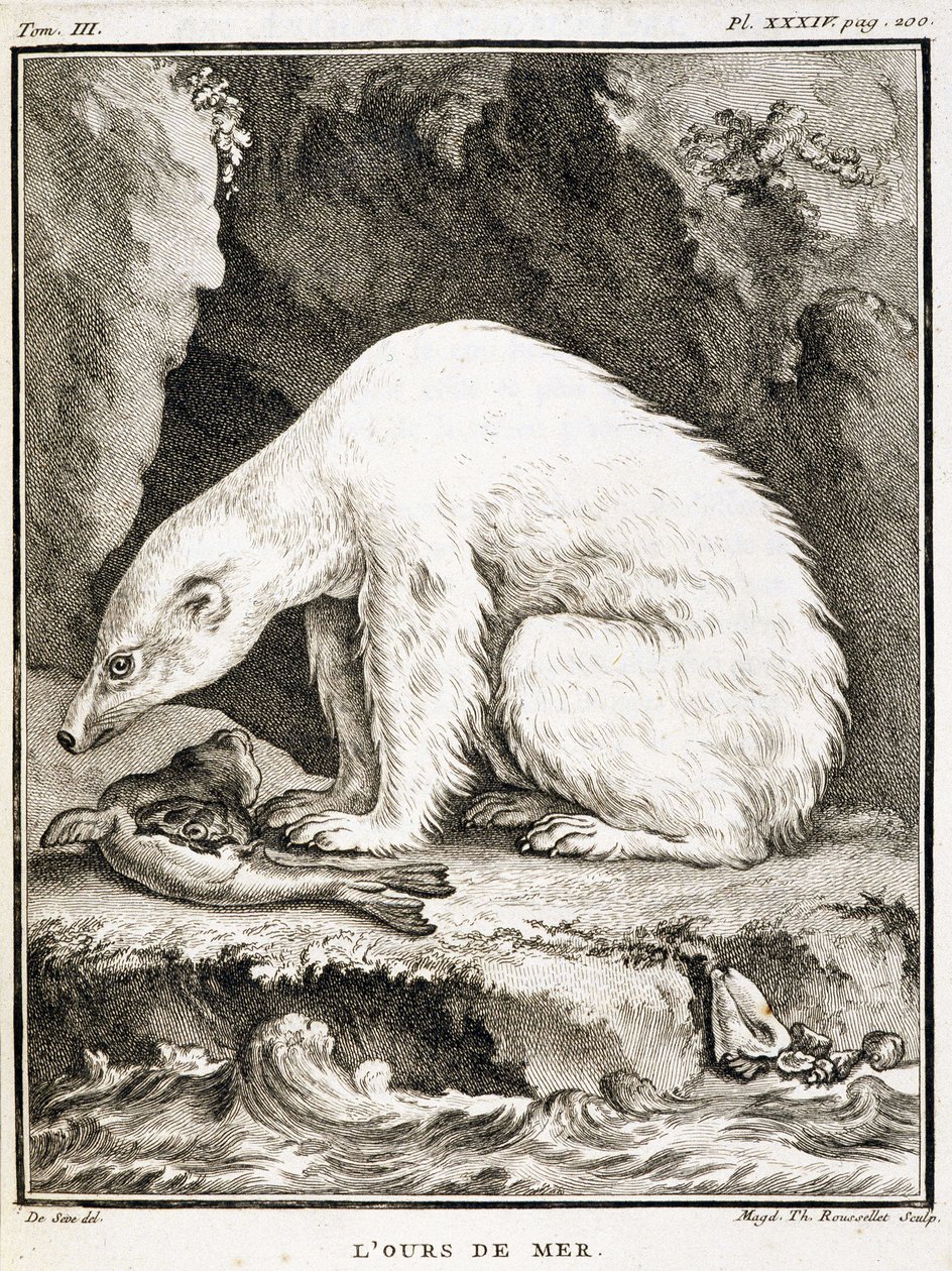 Quadro de história natural: O urso-marinho alimenta-se de uma foca - in "História Natural, Geral e Particular" de Buffon de French School