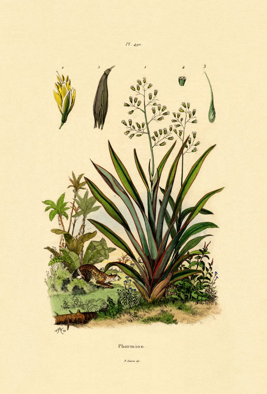 Linho da Nova Zelândia, 1833-39 de French School