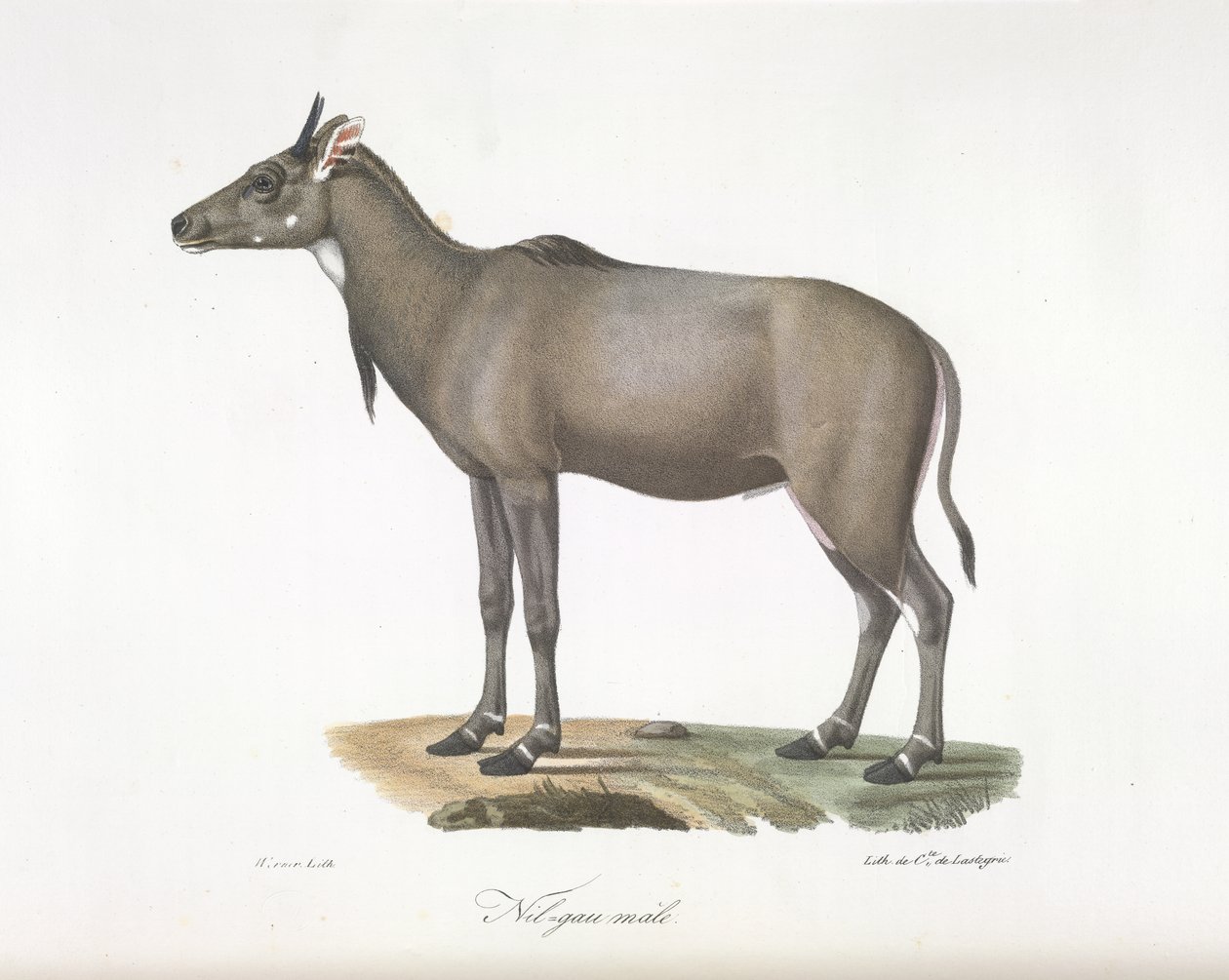 Nilgau macho. Nylgau antílope, da Histoire Naturelle des Mammifères (cor litho) de French School