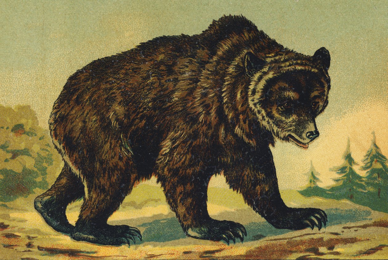 O como Urso de French School