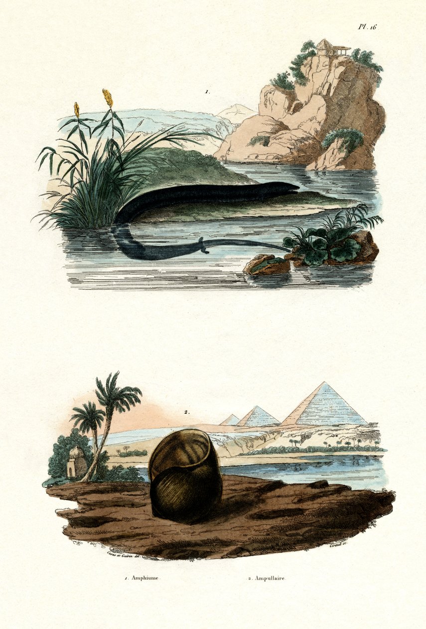 Anfiúme de um dedo, 1833-39 de French School