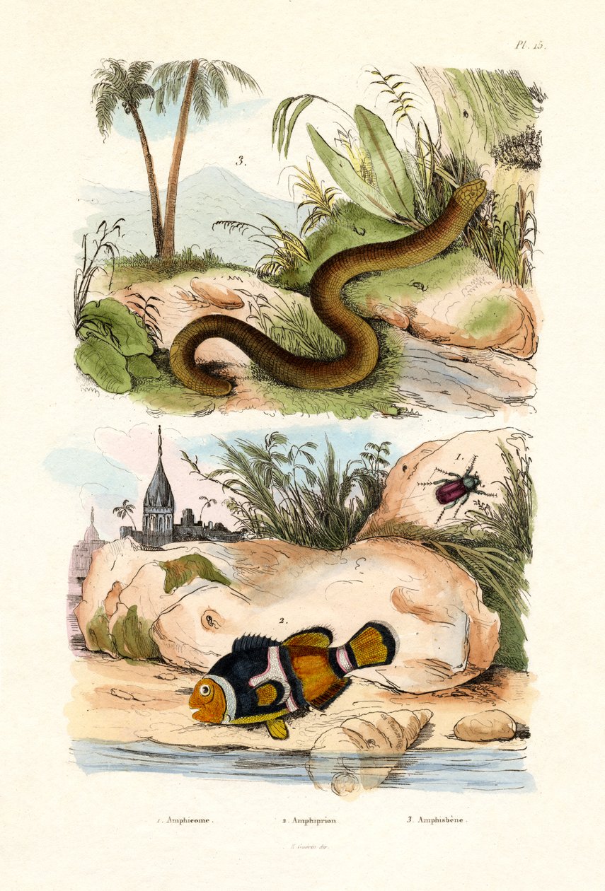 Peixe-palhaço laranja, 1833-39 de French School