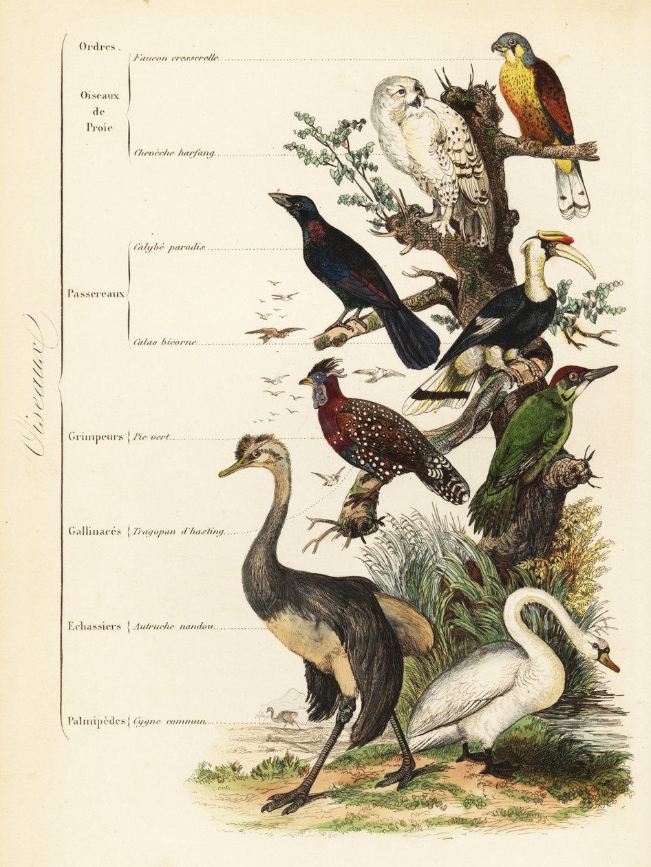 Ordens de Aves: peneireiro, Falco tinnunculus, coruja nevada vulnerável, Bubo scandiacus, estorninho de orelhas azuis, Lamprotornis chalybaeus, grande carrasco, Buceros bicornis, pica-pau verde europeu, Picus viridis, tragopan ocidental, Tragopan melanocep de French School