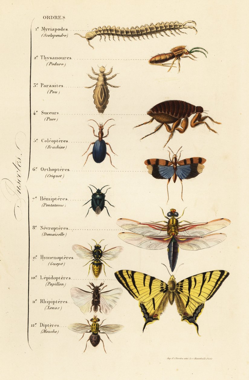 Ordens de Insectos de French School