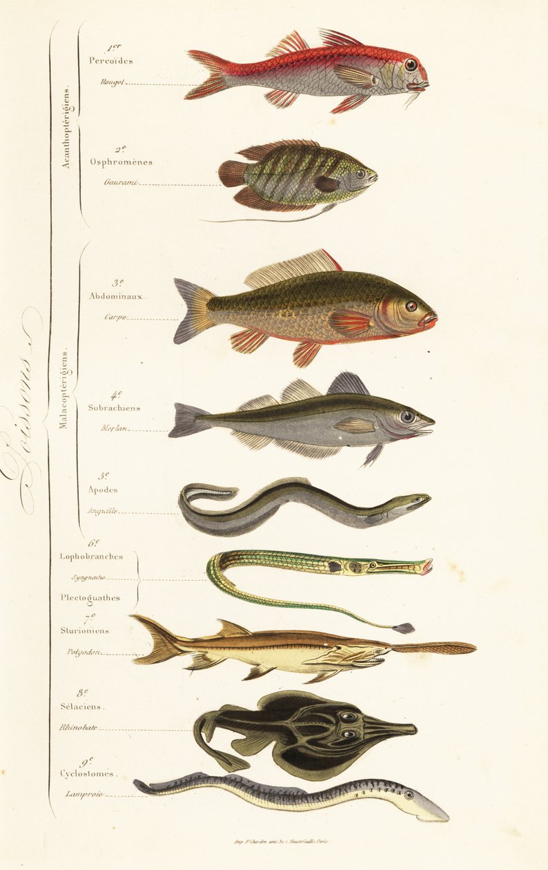 Pedidos de peixe de French School