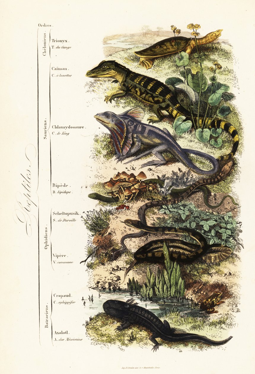 Ordens de répteis: tartaruga-de-capelo indiana vulnerável, Nilssonia gangetica, jacaré-de-óculos, crocodilo jacaré, lagarto-de-pescoço-frito, Chlamydosaurus kingii, pé escamoso comum, Pygopus lepidopudus, lagarto europeu de vidro, Pseudopus apodus, víbora  de French School