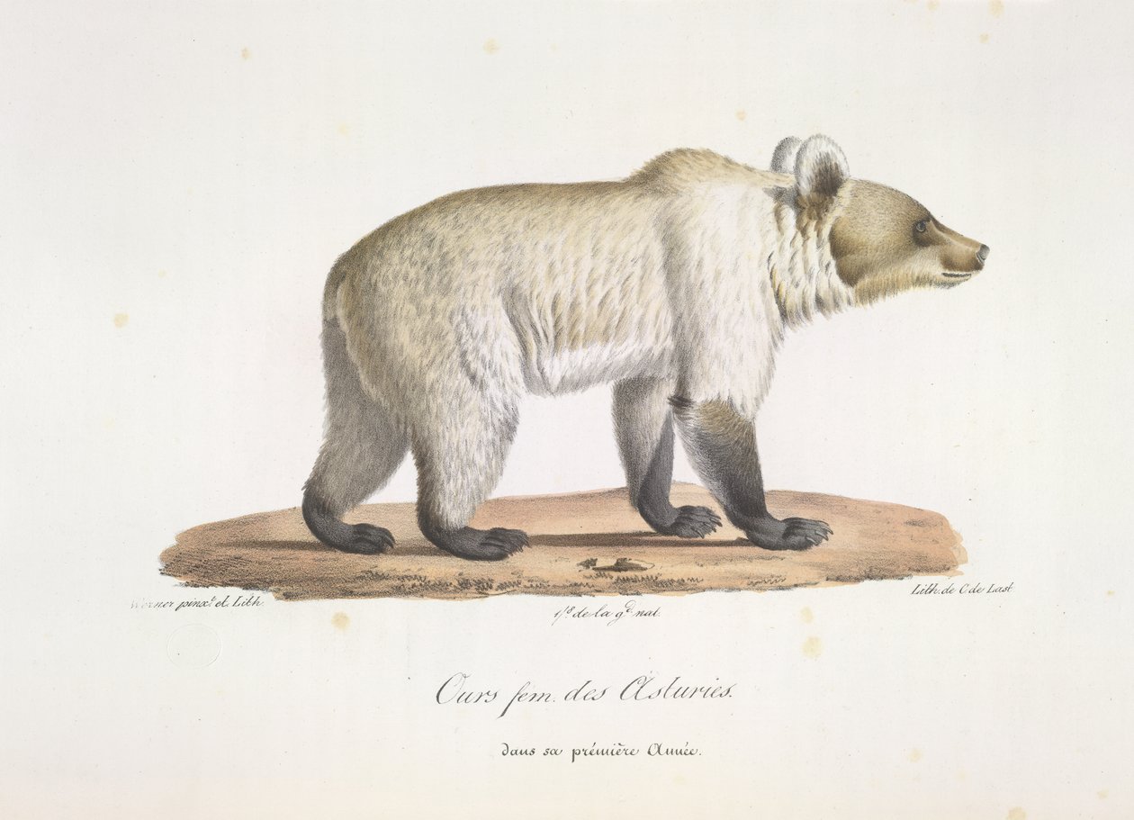 A nossa fem des Asturies. Fêmea urso castanho espanhol, da Histoire Naturelle des Mammifères (cor litho) de French School