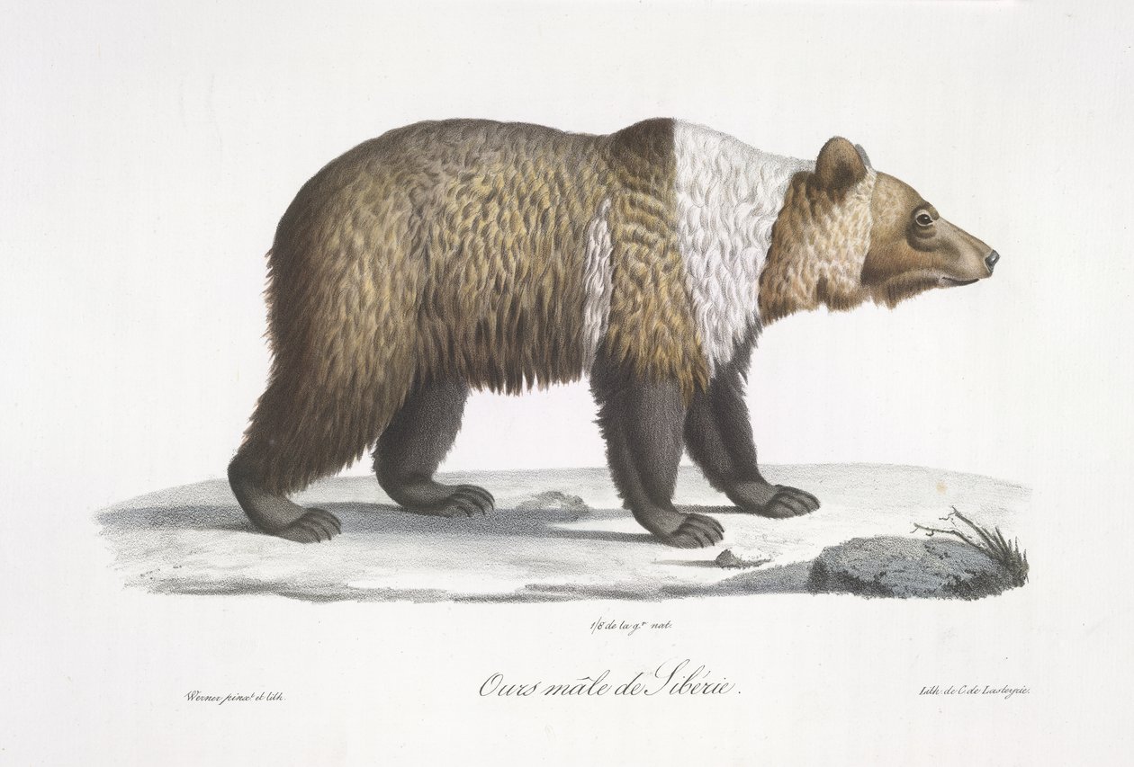 Urso siberiano macho, de 