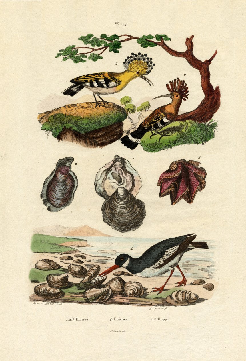 Ostras, 1833-39 de French School