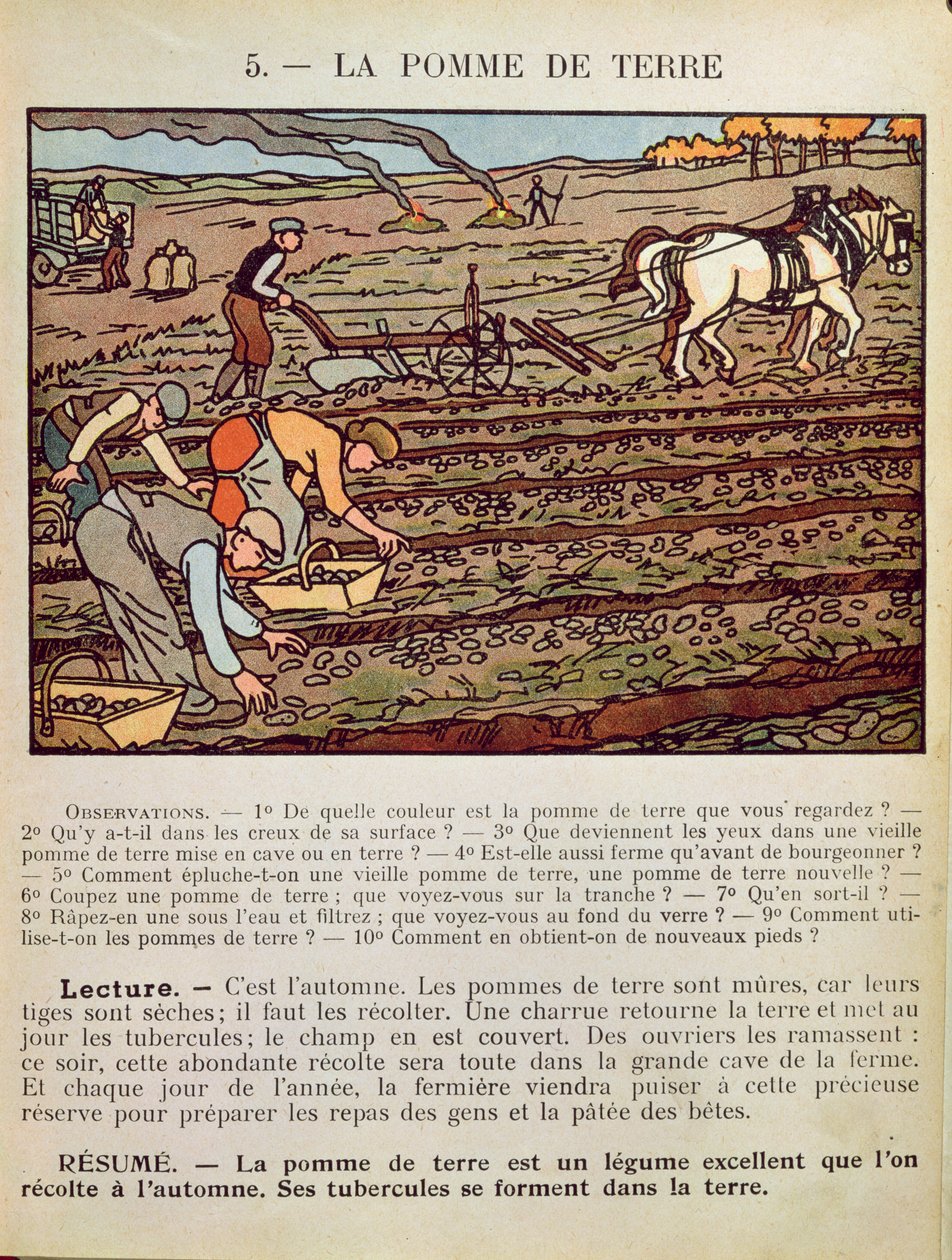 Página de um livro escolar ilustrando o cultivo da batata, c.1910 de French School