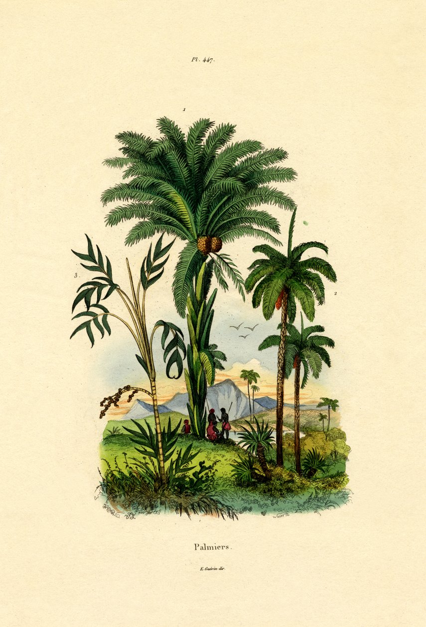 Palmeiras, 1833-39 de French School