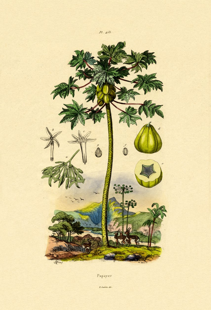 Mamão, 1833-39 de French School