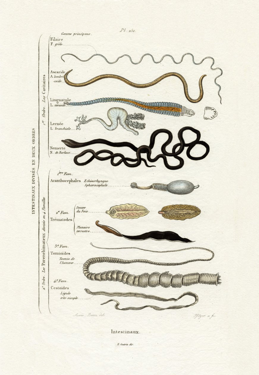 Parasitas, 1833-39 de French School