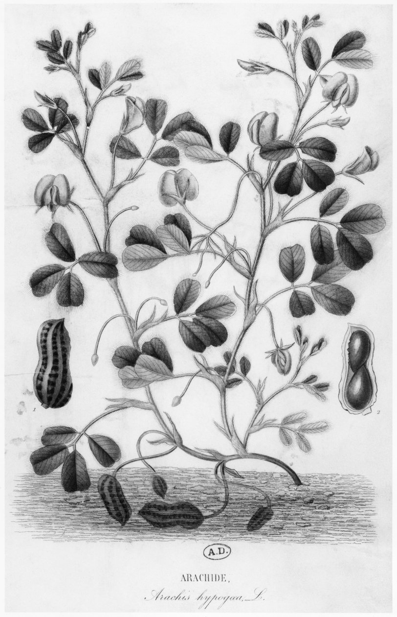 Amendoim (Arachis hypogaea) de French School