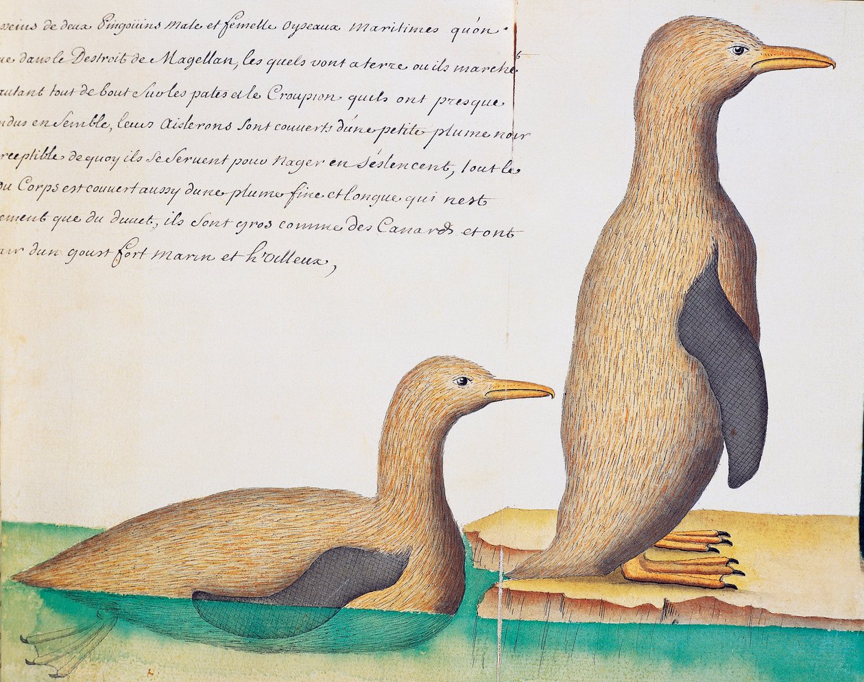 Pinguins, Estreito de Magalhães, aguarela do livro de bordo de Jacques Gouin de Beauchesne (1652-1730), capitão da Compagnie royale de la Mer du Sud, de 1698 a 1701, França de French School