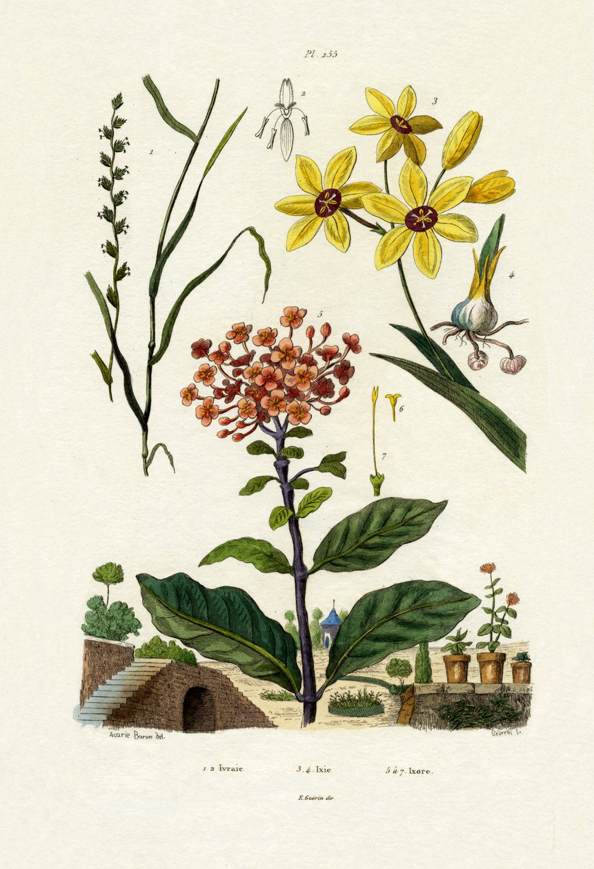 Ryegrass Perene, 1833-39 de French School